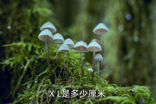 X L是多少厘米