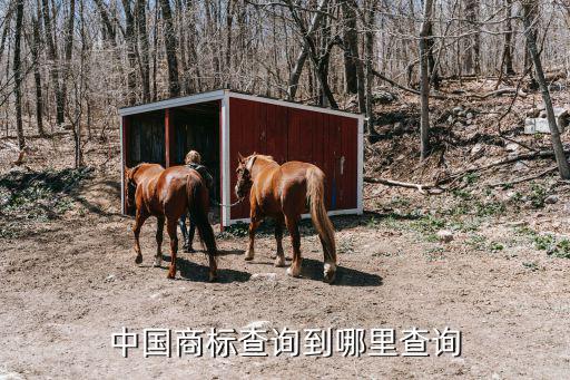 商标查询，中国商标查询到哪里查询