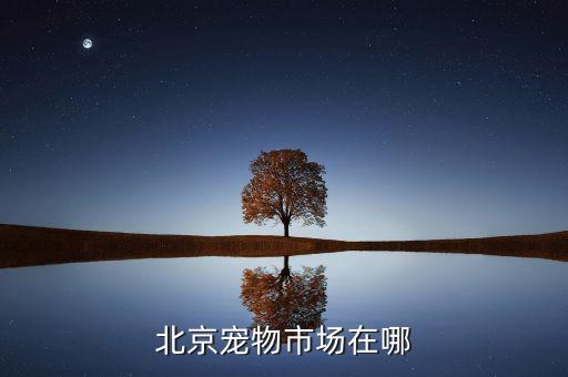 北京宠物市场在哪
