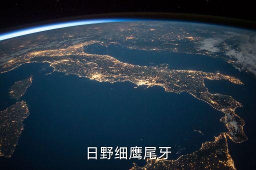 日野细鹰尾牙
