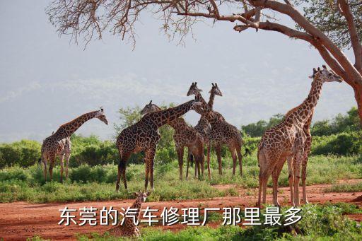 东莞的汽车修理厂那里最多